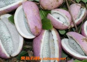 八月瓜是堇瓜吗怎么吃,堇瓜之珍，美味食法揭秘