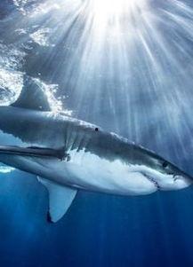 鲨鱼最新爆料视频大全,揭秘海洋深处的神秘世界