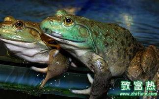 牛蛙养殖爆料方法视频,跟随视频学习高效养殖技巧