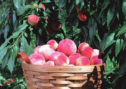 网红少女仙桃桃,青春活力，魅力四射的时尚偶像