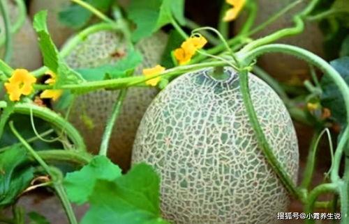 2022吃瓜汇总全屏,盘点娱乐圈风云变幻